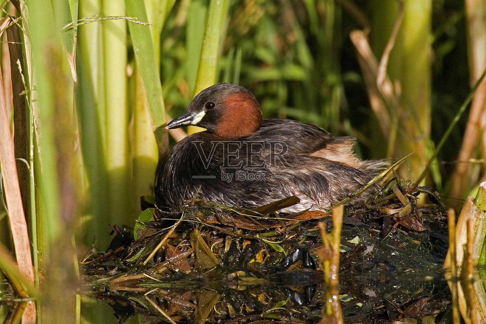 小鸊鷉，小鸊鷉，成年的站在诺曼底池塘里的窝里照片摄影图片