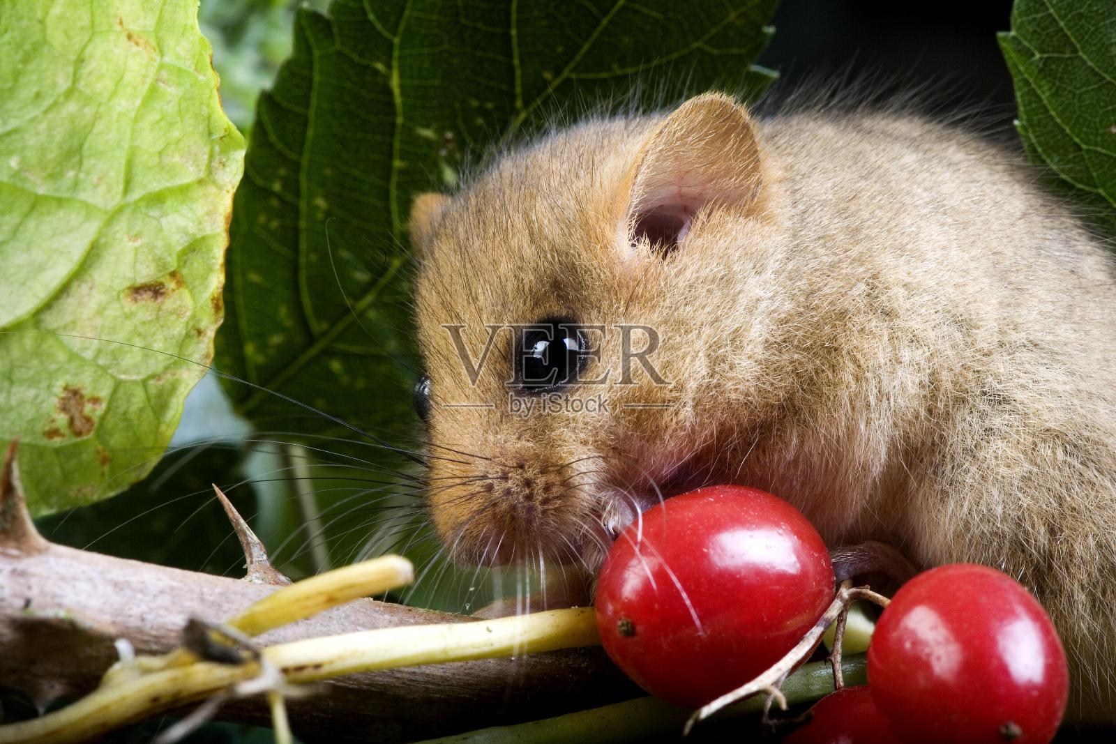 普通睡鼠，麝香鼠，成年和浆果，诺曼底照片摄影图片