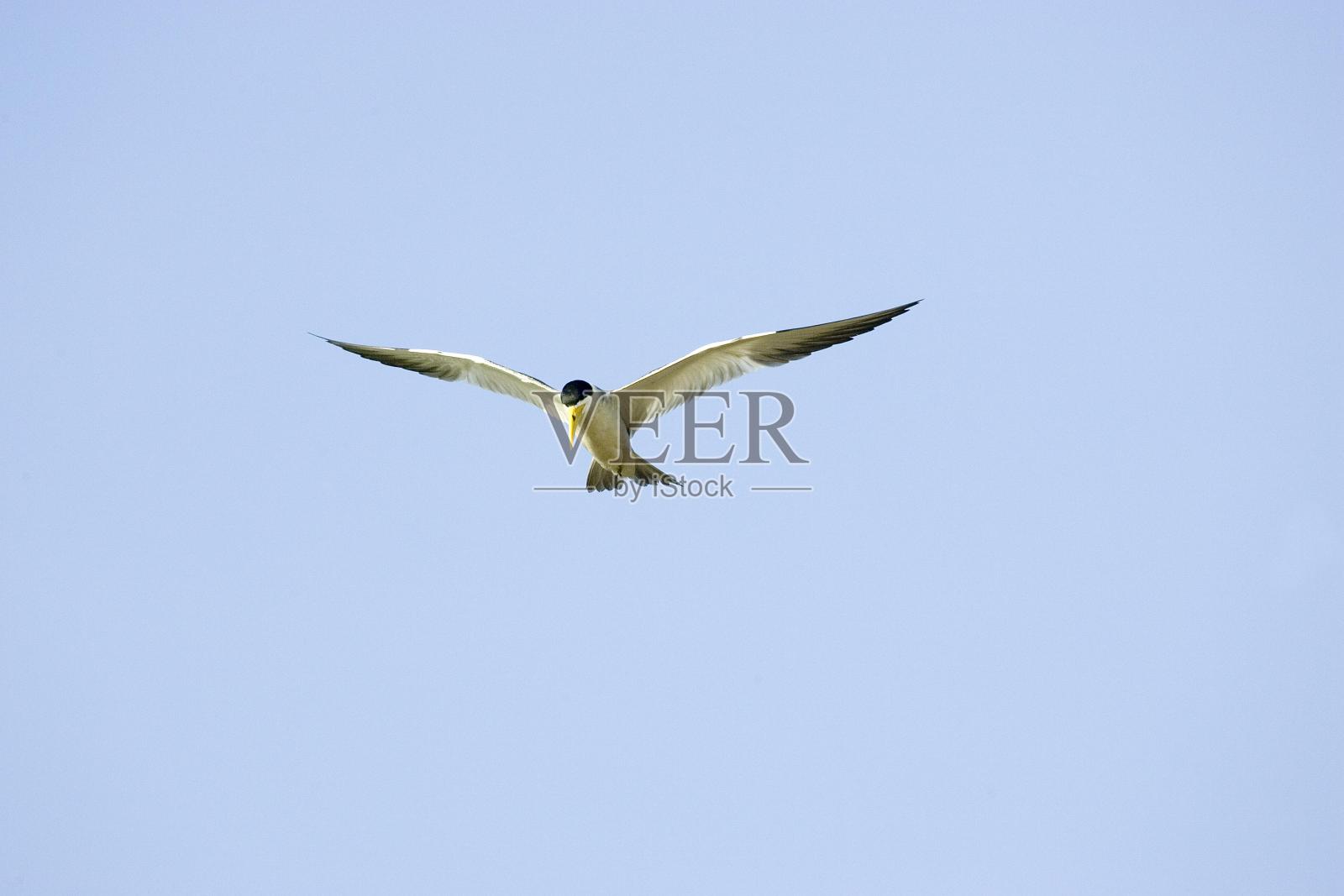 委内瑞拉洛斯利亚诺斯的大喙燕鸥，单纯鸥，成年飞行中照片摄影图片