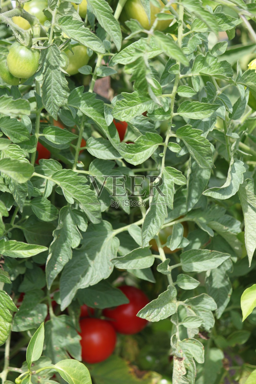 西红柿照片摄影图片