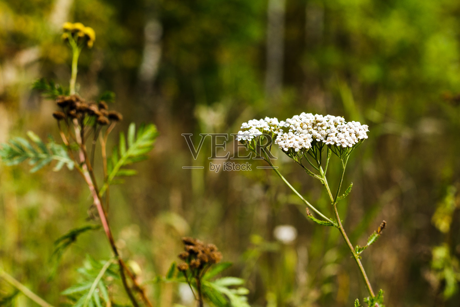 秋草和野花的背景。有选择性的重点照片摄影图片
