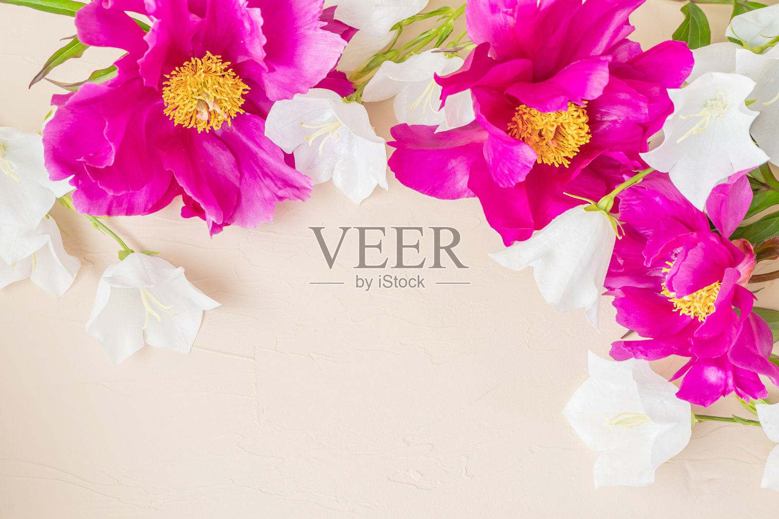 明亮的粉红色牡丹在一个轻柔和的纹理背景。照片摄影图片