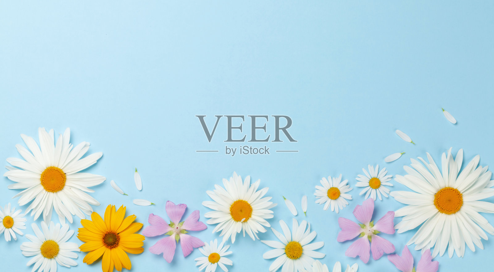 花园里的花镶在蓝色的边框上照片摄影图片