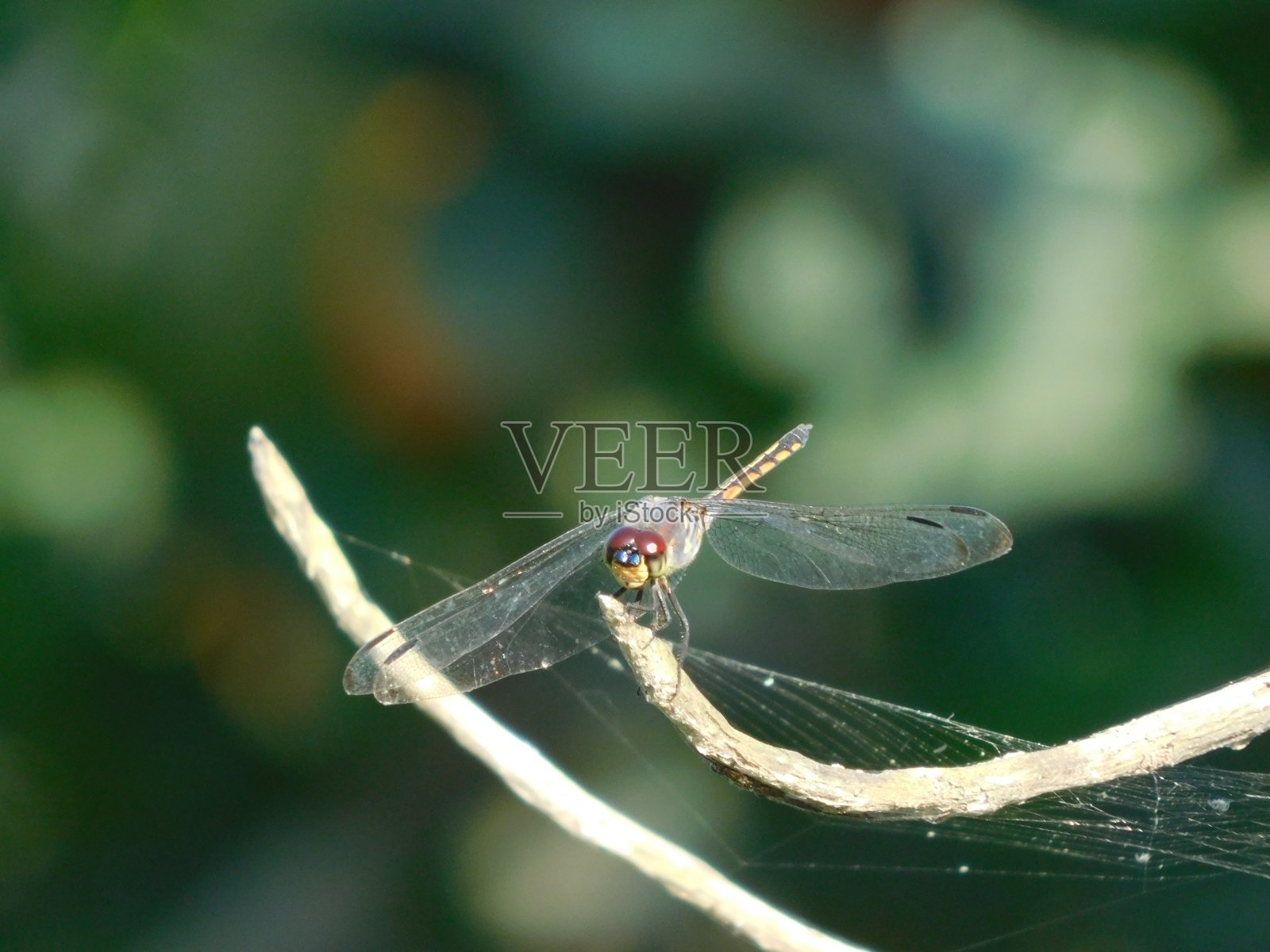 美丽的蜻蜓。照片摄影图片