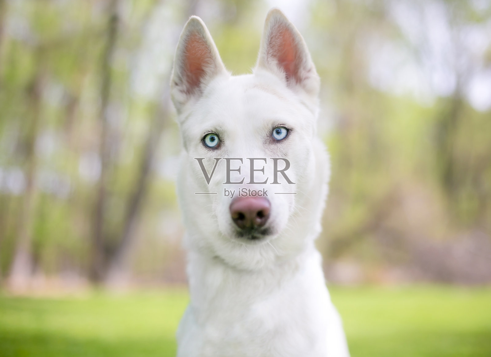 户外蓝色眼睛的白色西伯利亚哈士奇犬照片摄影图片