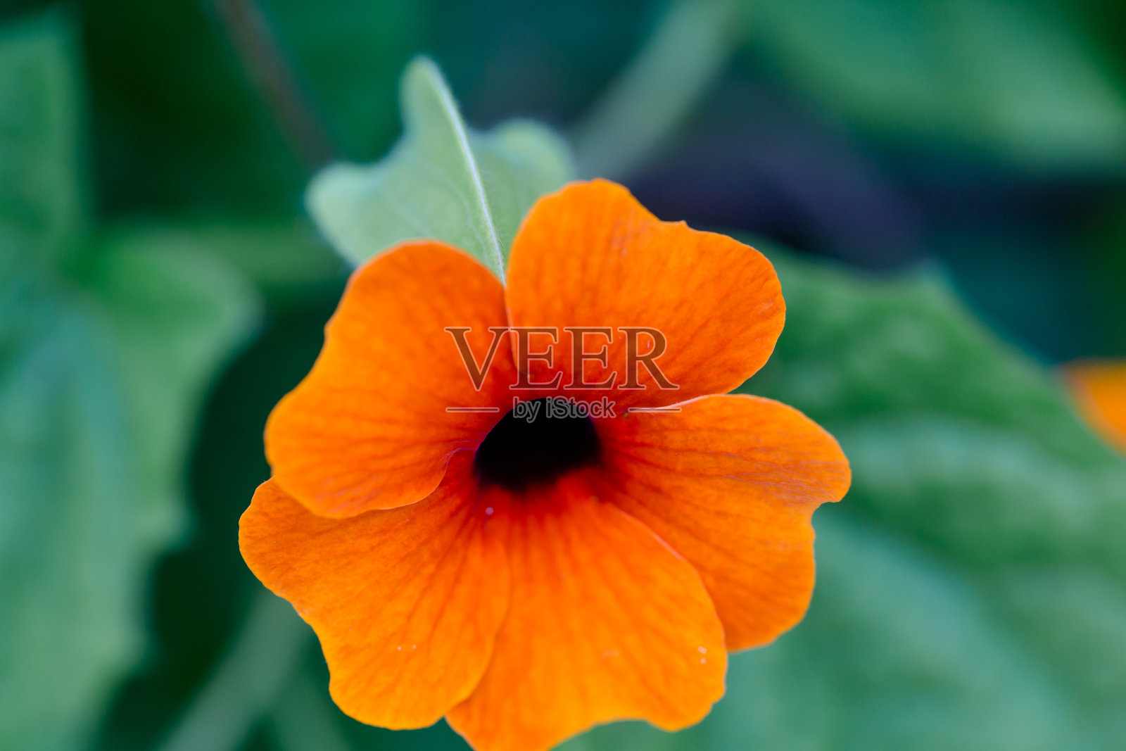 黑眼睛的苏珊-弗劳尔照片摄影图片