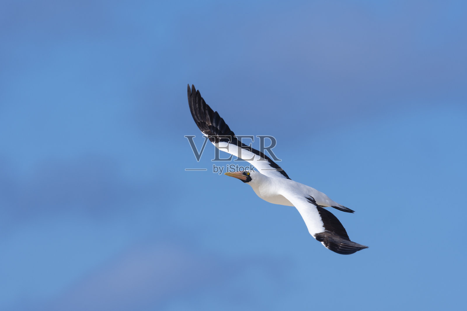 飞行中的纳斯卡鲣鸟，加拉帕戈斯群岛照片摄影图片