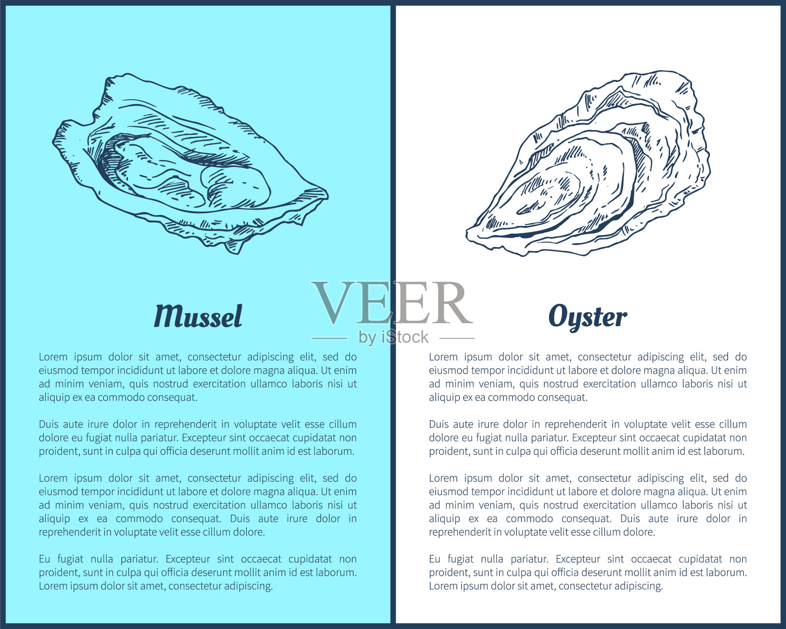 贻贝和牡蛎矢量双色图形插画图片素材