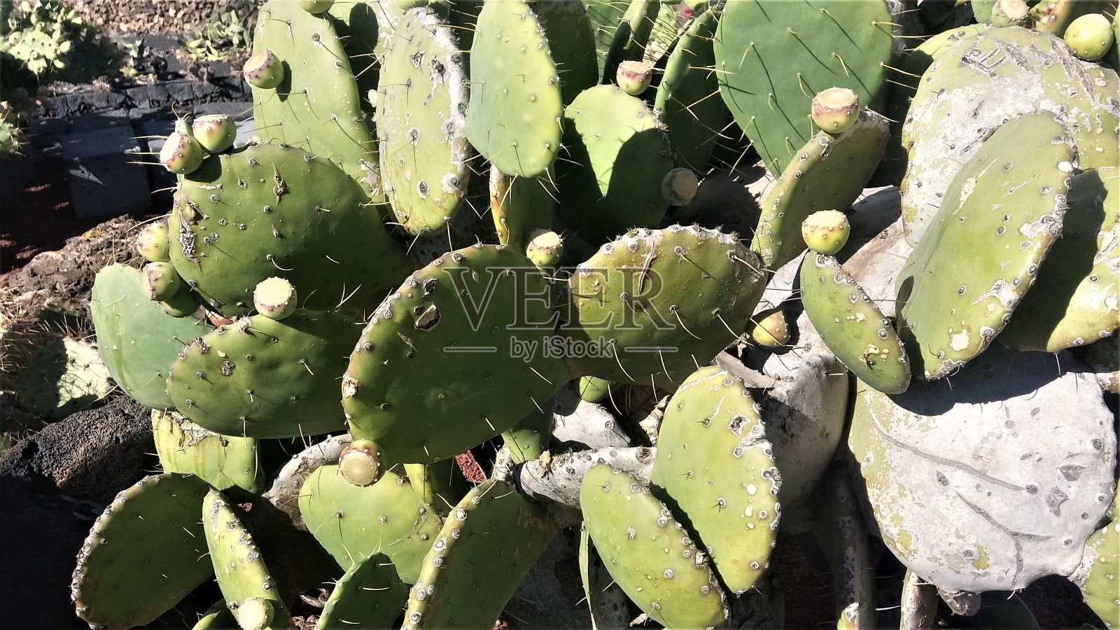 兰萨罗特岛上壮观的仙人掌照片摄影图片