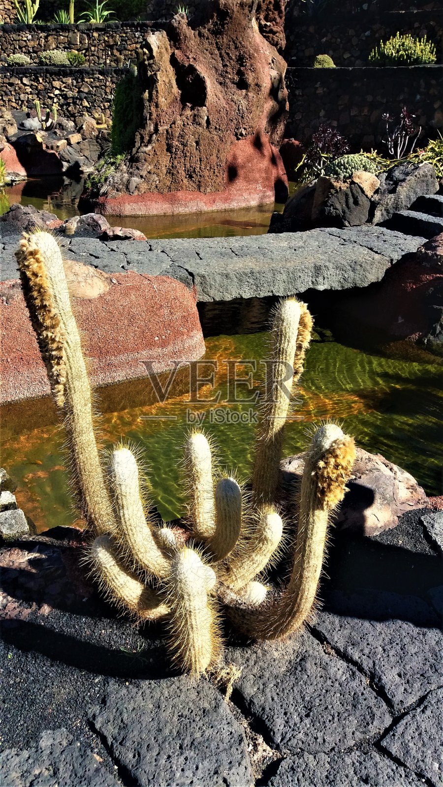 兰萨罗特岛上壮观的仙人掌照片摄影图片
