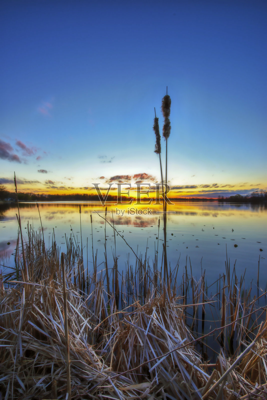香蒲在日落时分照片摄影图片