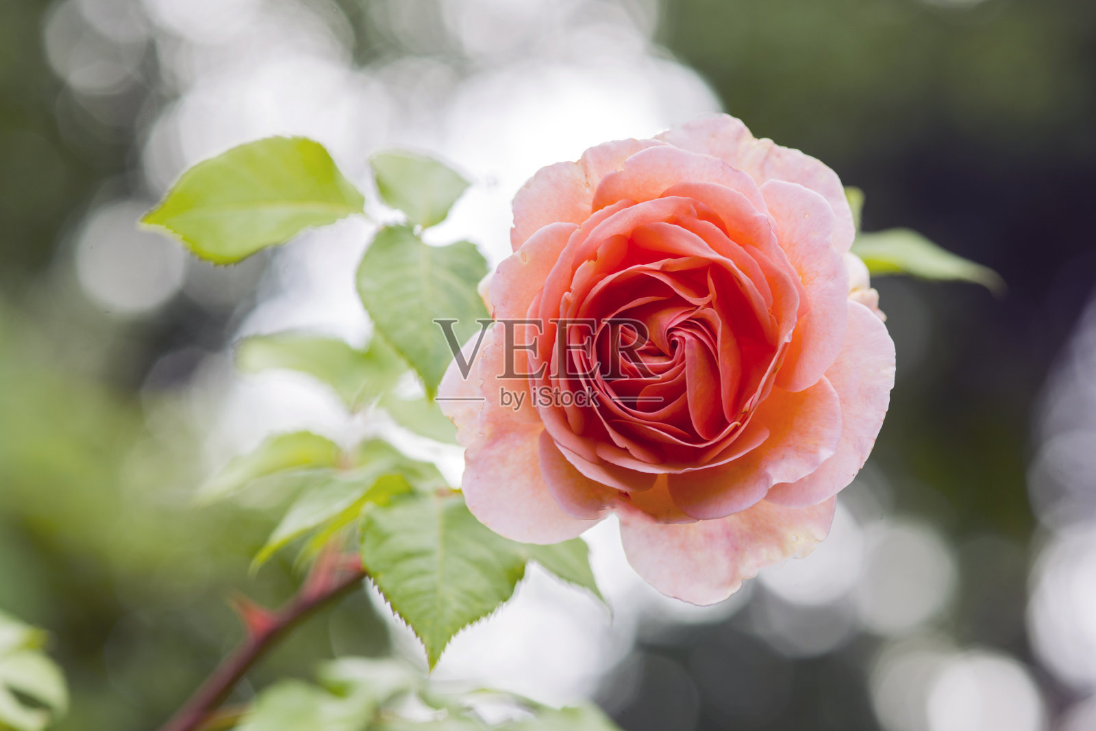 夏日花园中一朵娇嫩的粉红色玫瑰的开放花蕾照片摄影图片