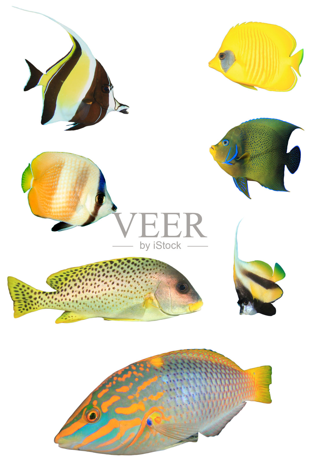 孤立在白色背景上的礁鱼照片摄影图片