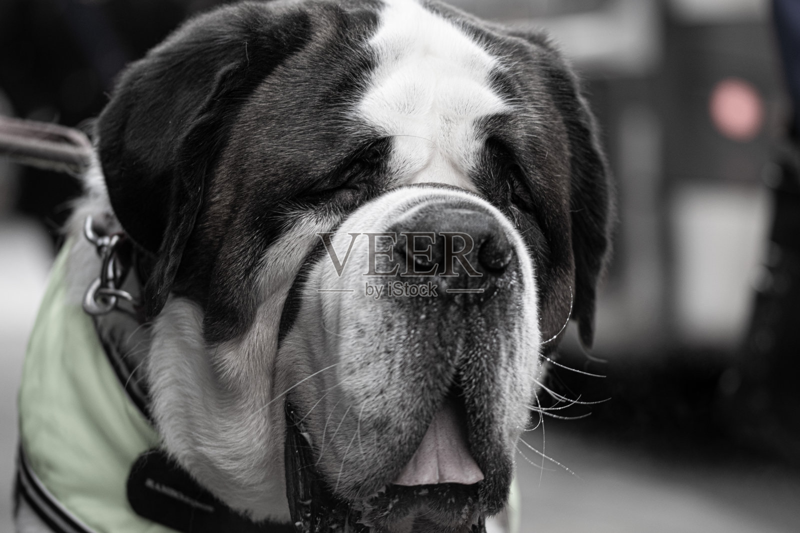 高级的狗照片摄影图片