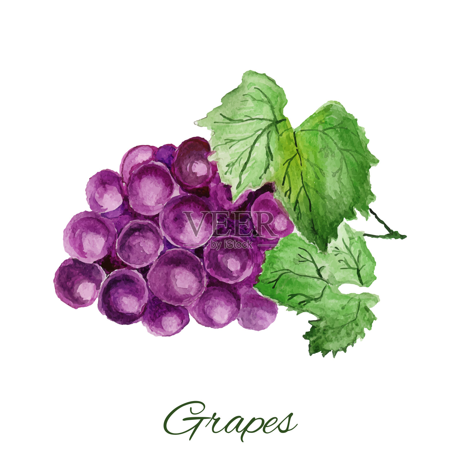 葡萄。水彩画在白色的背景设计元素图片