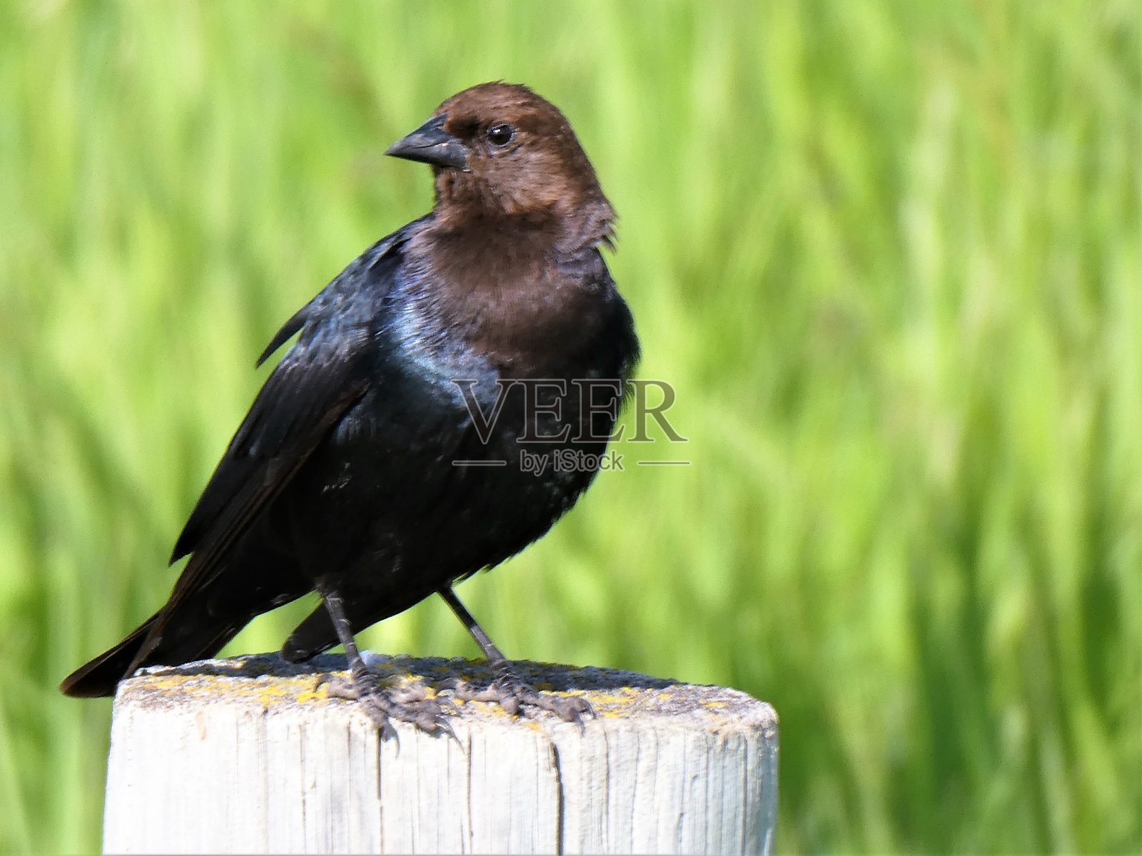 一个棕色头燕八哥栖息在篱笆柱上的特写照片摄影图片