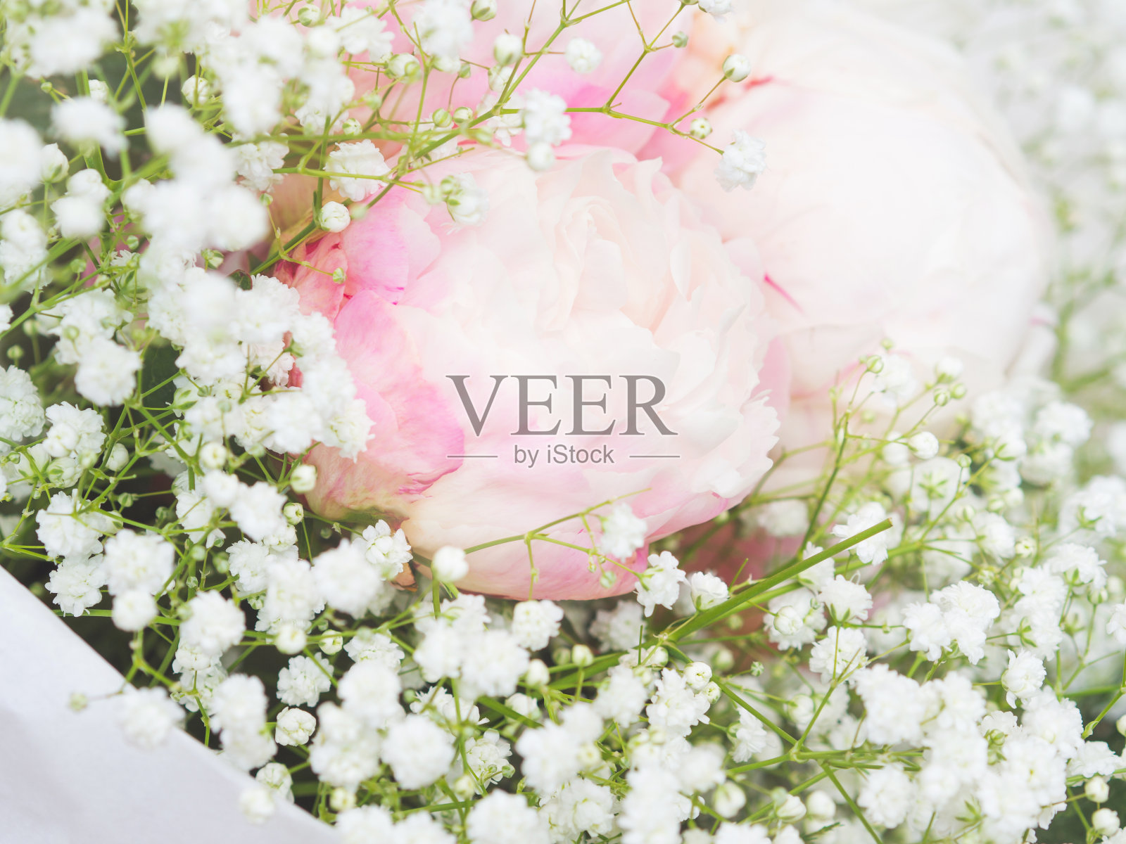 一束白色和粉红色的牡丹照片摄影图片