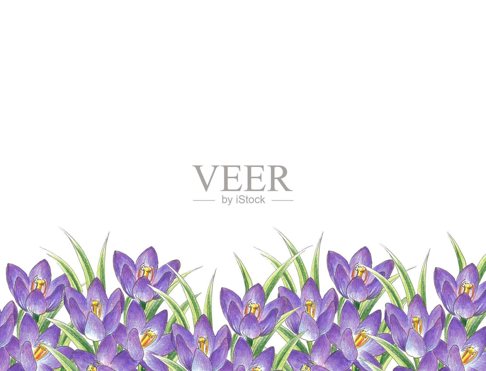 白色背景上的紫色花朵与文案空间隔离，放置文字，贺卡，请柬，设计，纸张插画图片素材