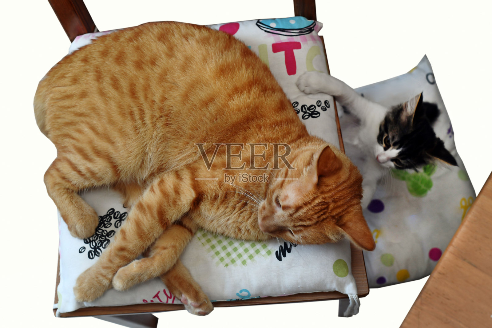 小猫在和妈妈玩照片摄影图片