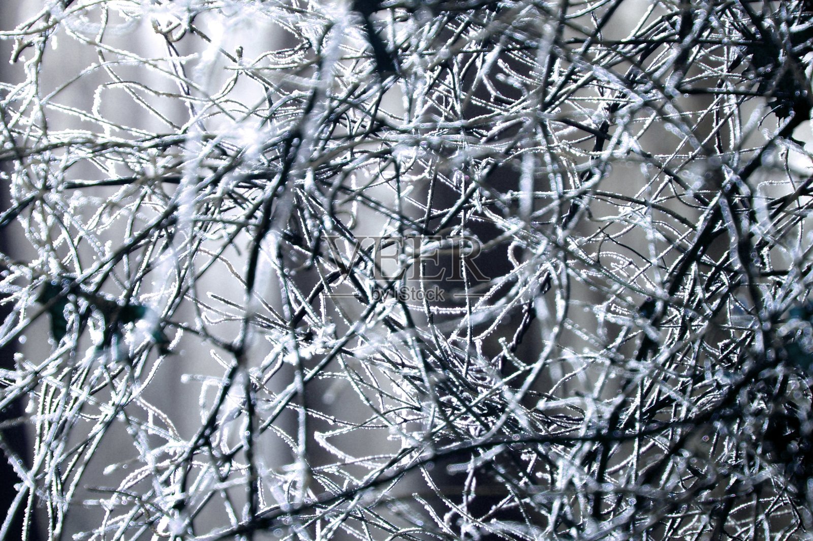 冬眠中的森林照片摄影图片