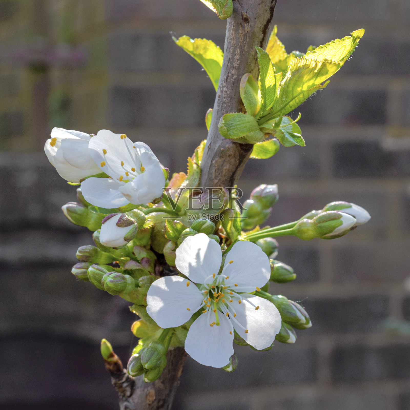 春天的樱花花蕾与白花-方比近- 1照片摄影图片