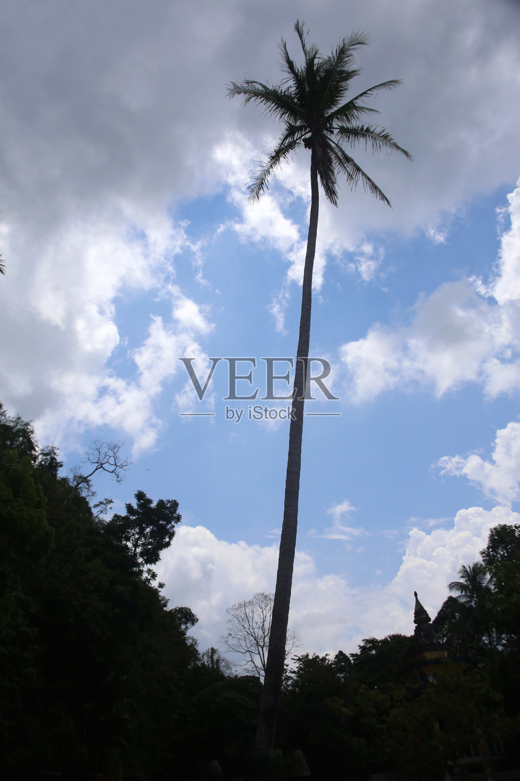 孤独的椰子照片摄影图片