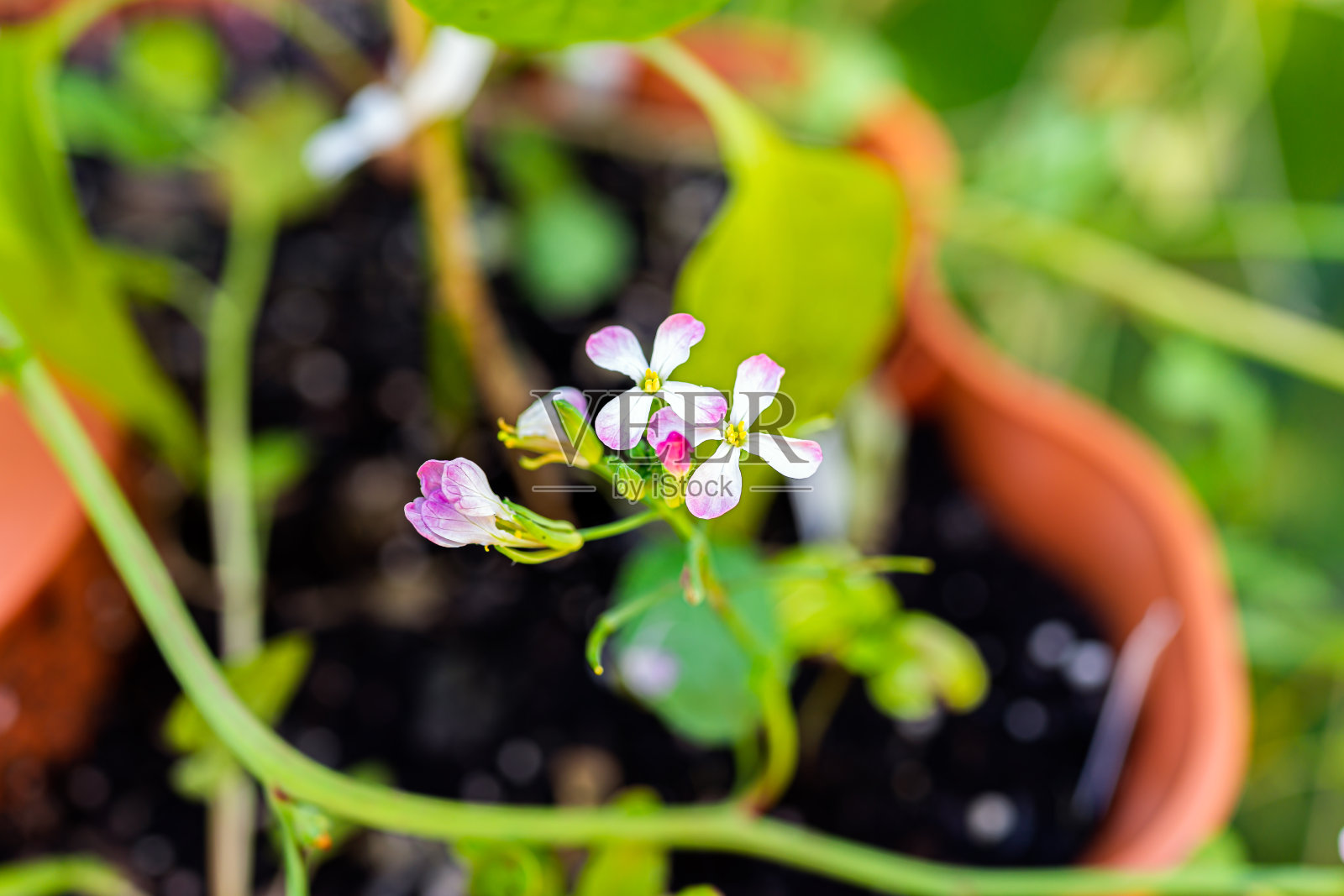在春季和夏季的土壤背景下，在蔬菜花园容器中螺栓的粉红色白色萝卜花开花植物的宏观特写照片摄影图片