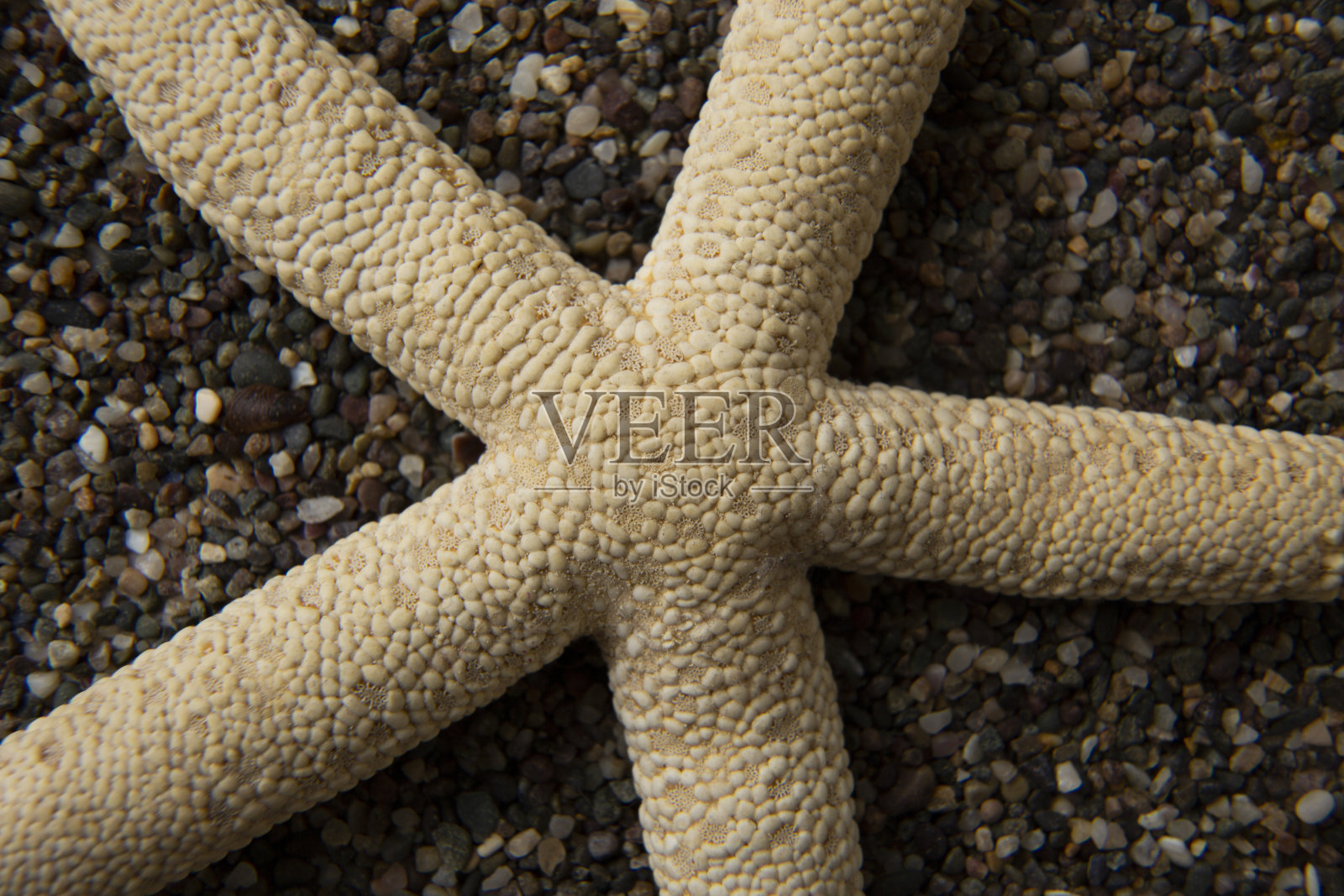 沙滩上的海星特写照片摄影图片