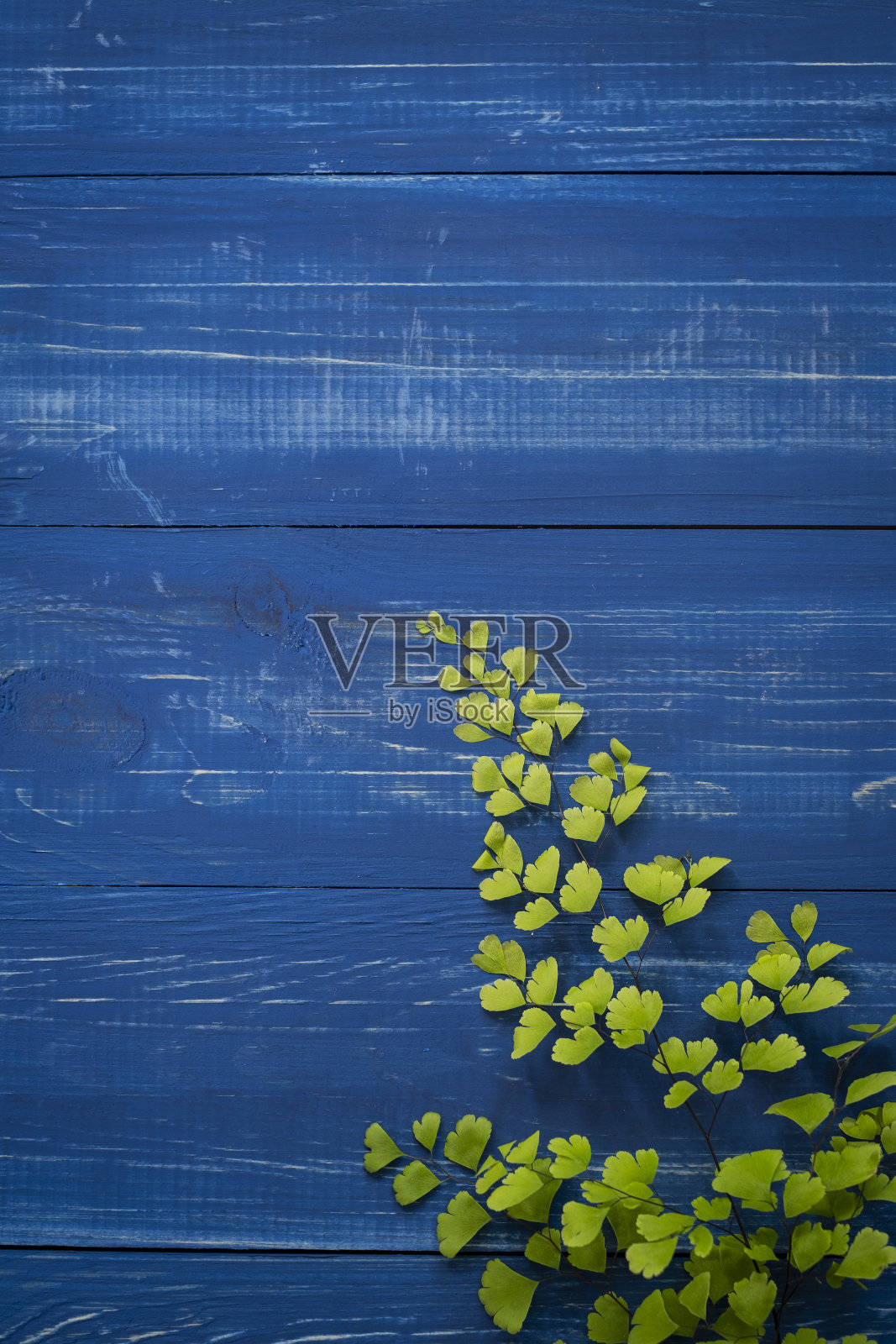 铁线蕨在一个生动的蓝色背景与复制空间照片摄影图片