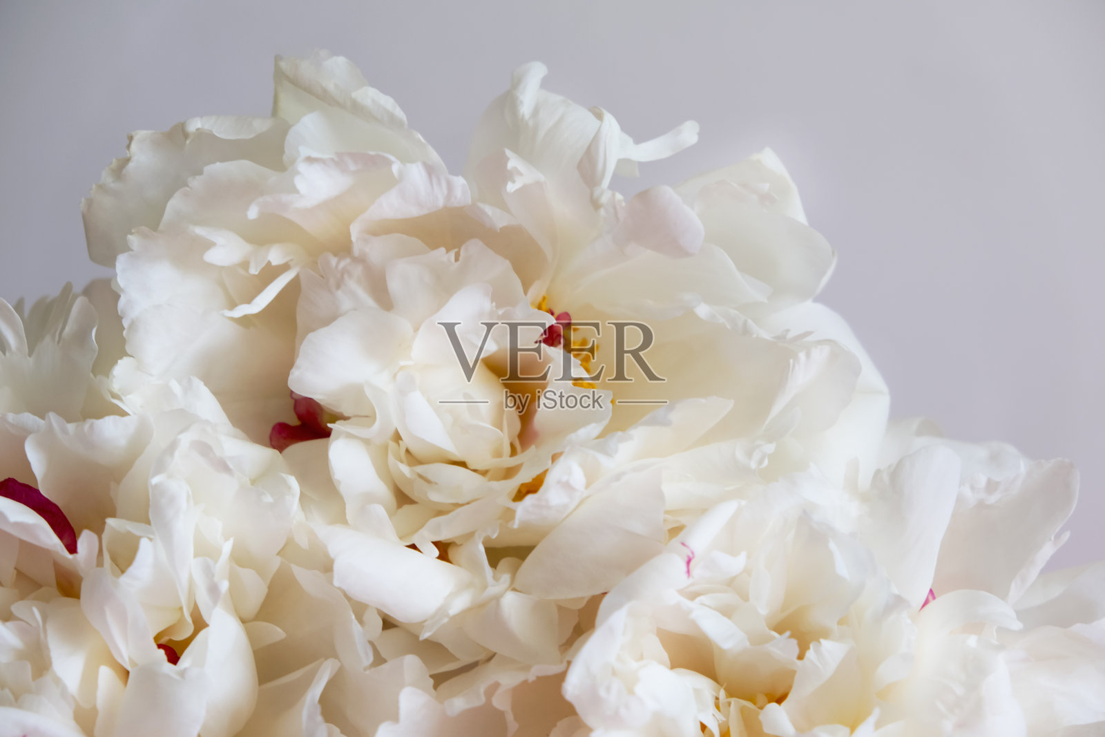 乳白色的牡丹花特写在粉红色的背景。照片摄影图片