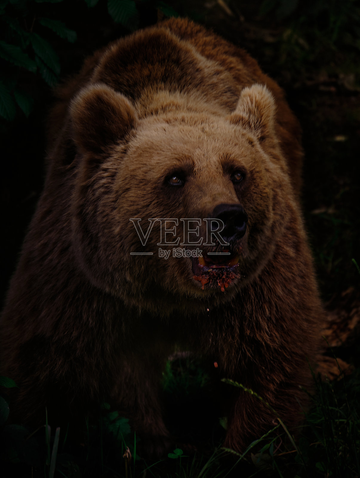 熊照片摄影图片