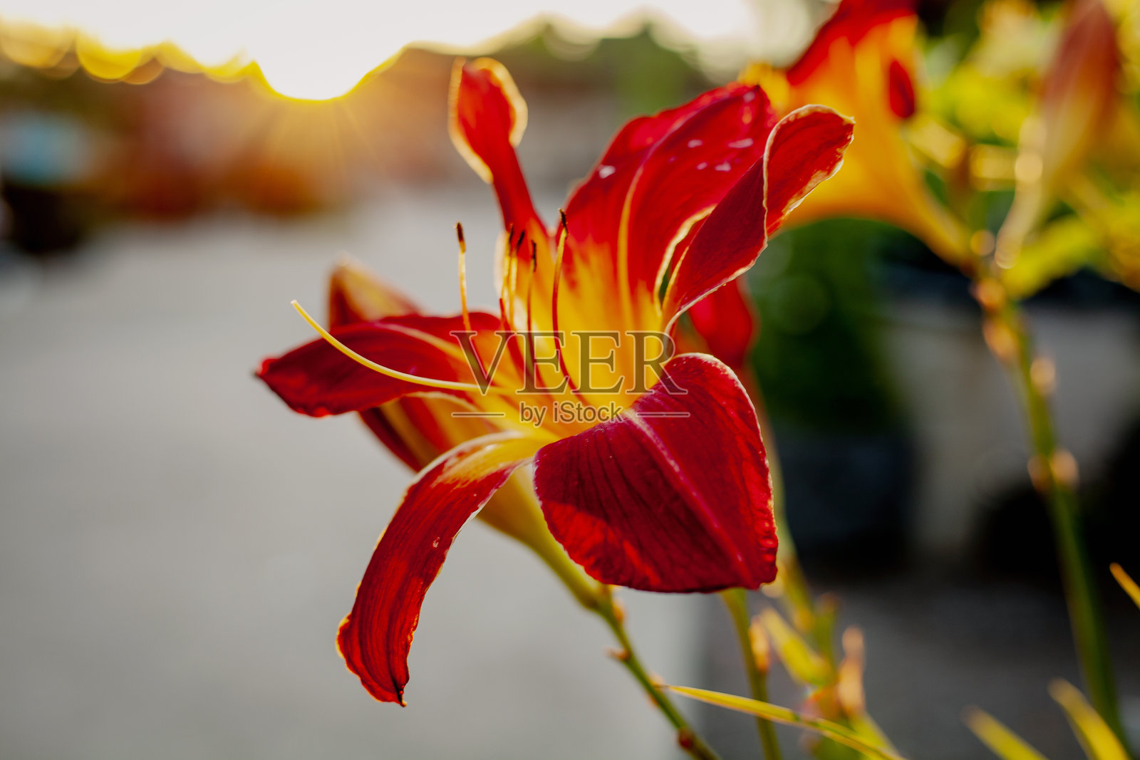 托儿所/花园中心的植物。一年生，多年生，多肉和水生日落背景彩色照片摄影图片