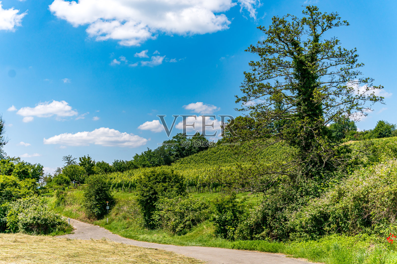 在康士坦茨湖的斯普林根附近徒步旅行照片摄影图片