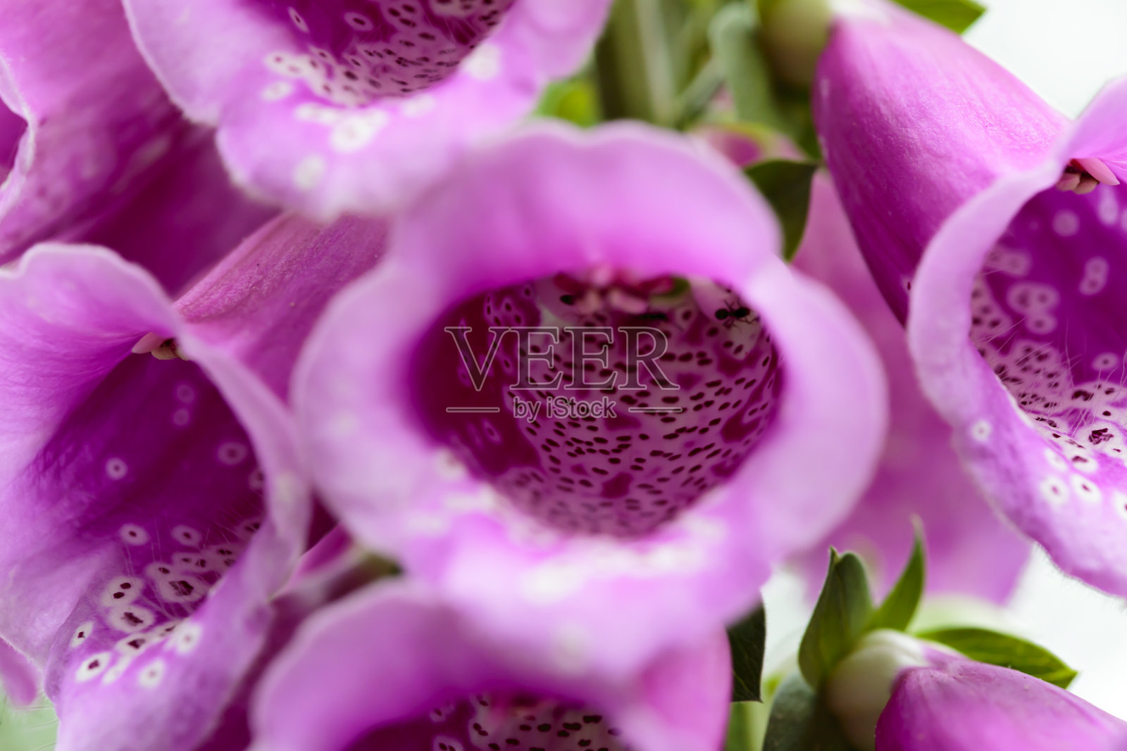 充满活力的紫色地黄花创造迷人的图案照片摄影图片