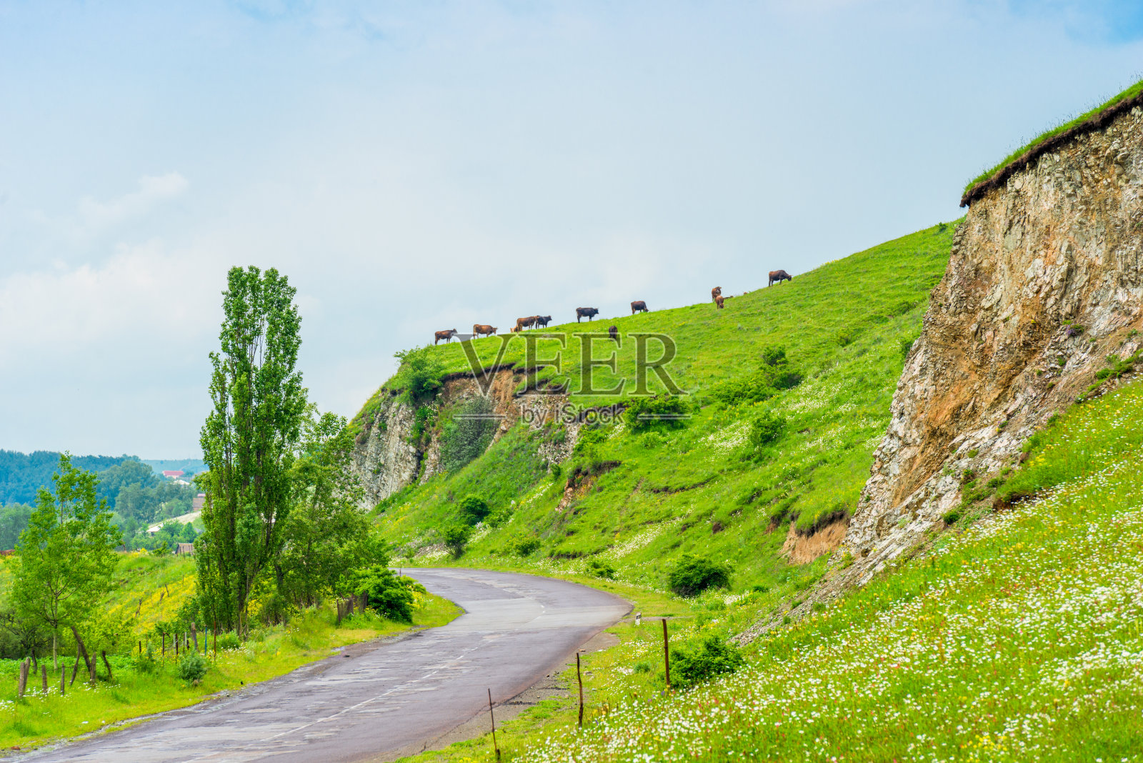 在亚美尼亚靠近高速公路的绿色山顶上，一群奶牛照片摄影图片