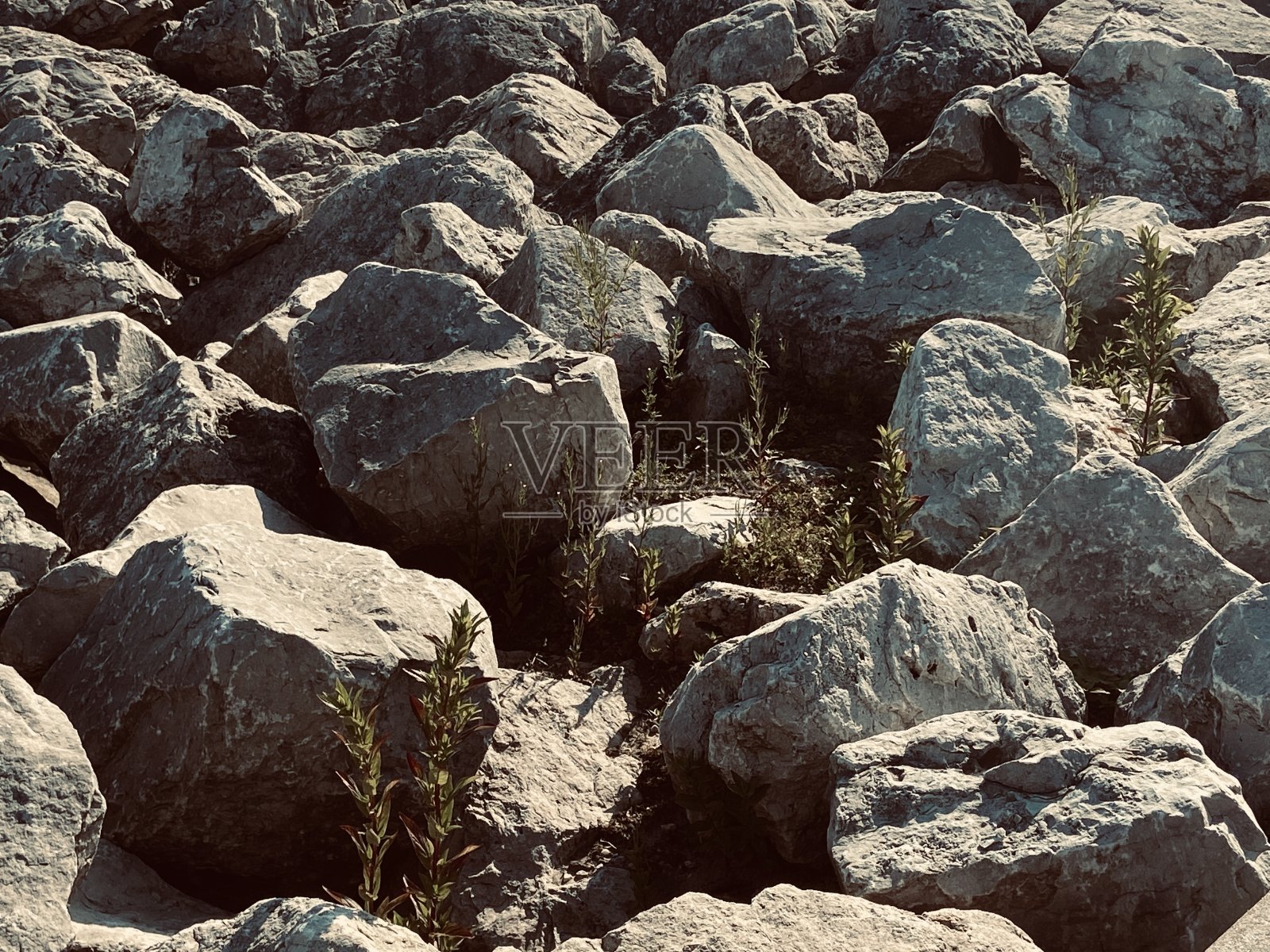 隐藏的生活照片摄影图片