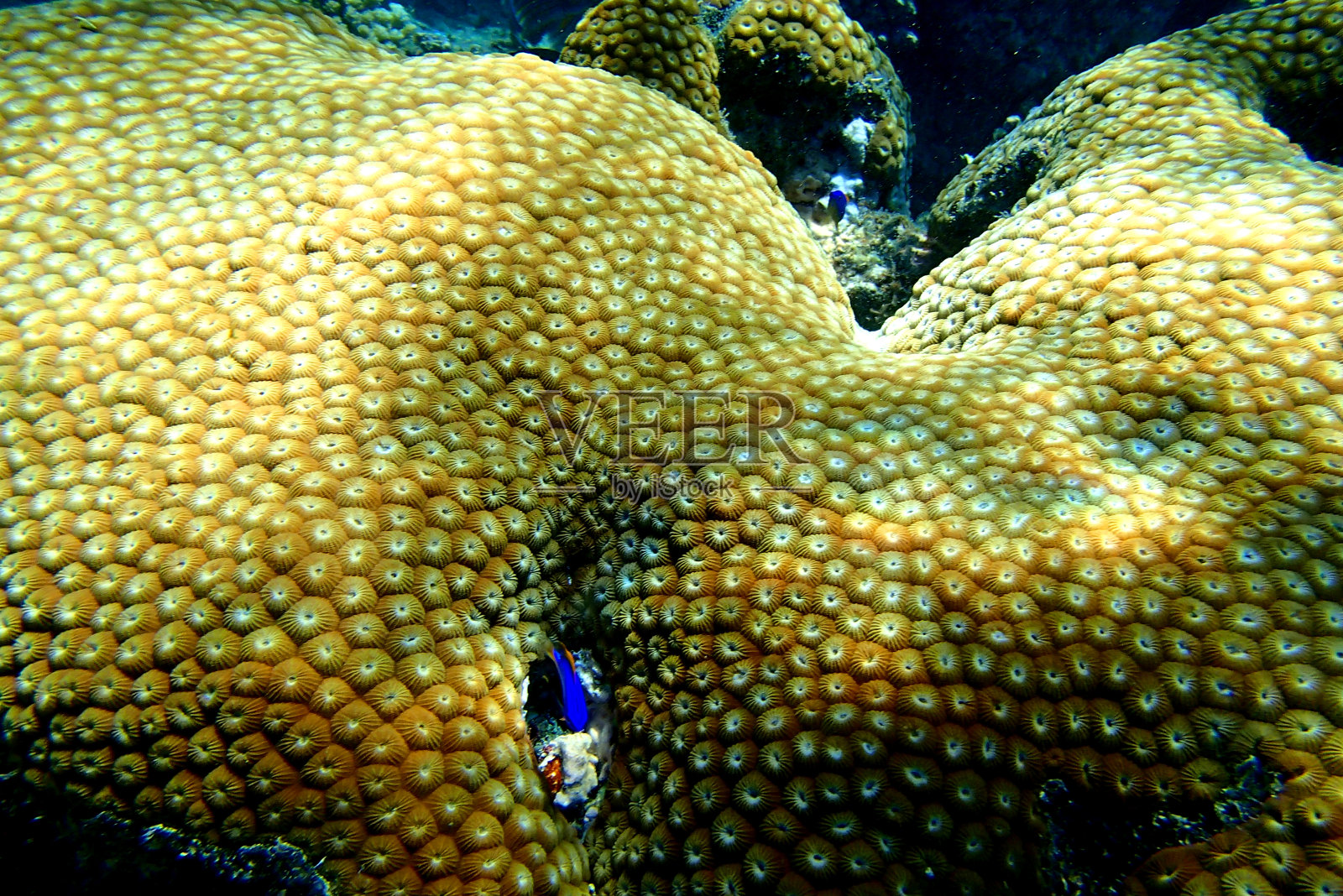 在斐济的海洋中，浅棕色的珊瑚和小蓝鱼的特写照片摄影图片