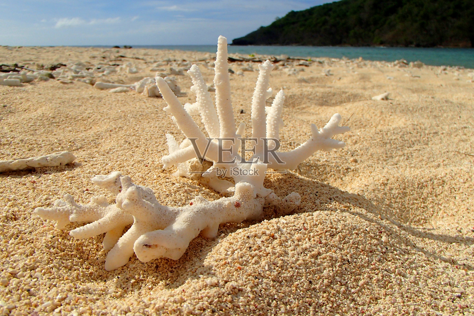斐济岛沙滩上的白色珊瑚照片摄影图片