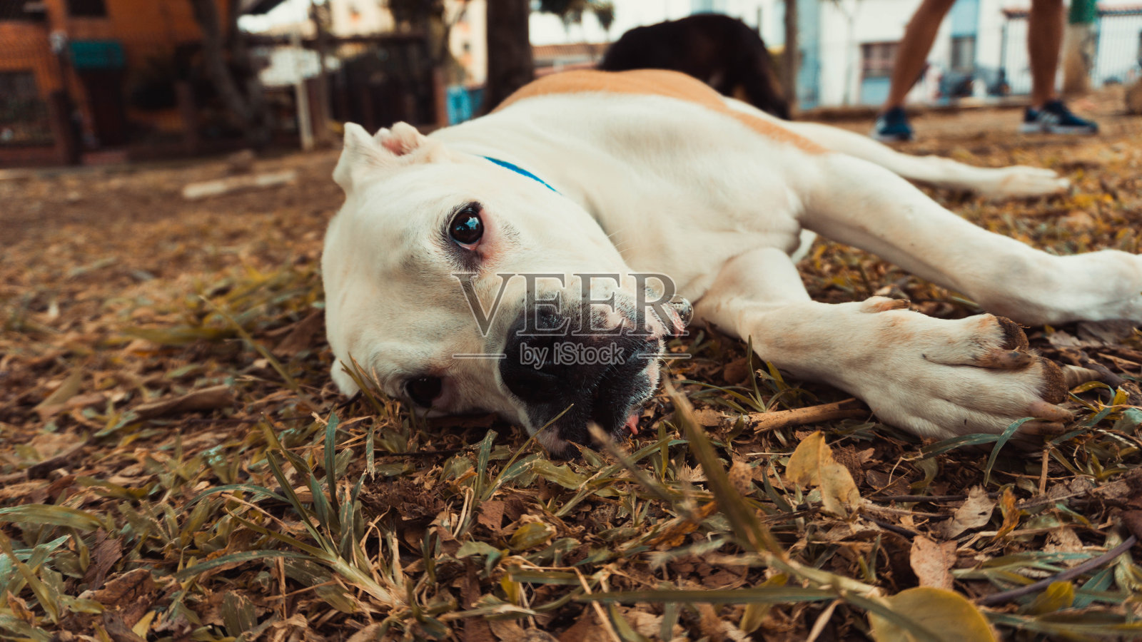 一幅拳师犬躺在草地上的肖像照片摄影图片