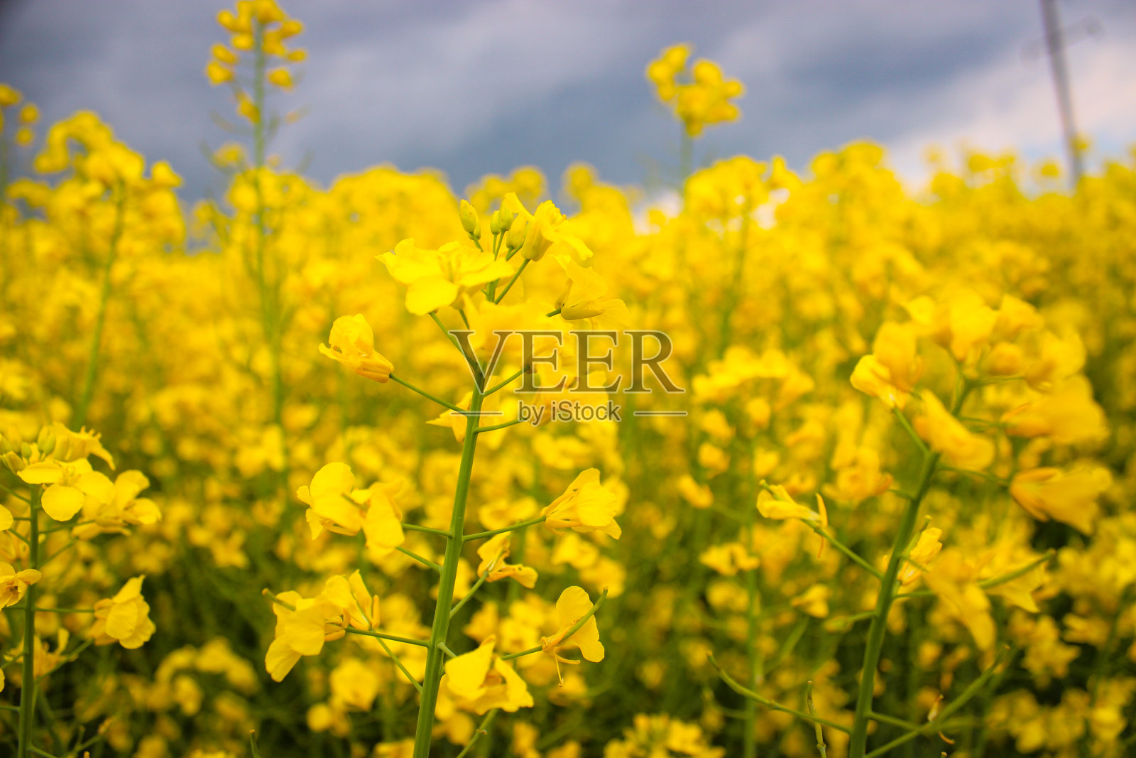 黄色油菜籽开花的特写微距照片在黑暗的天空与雷云的背景照片摄影图片