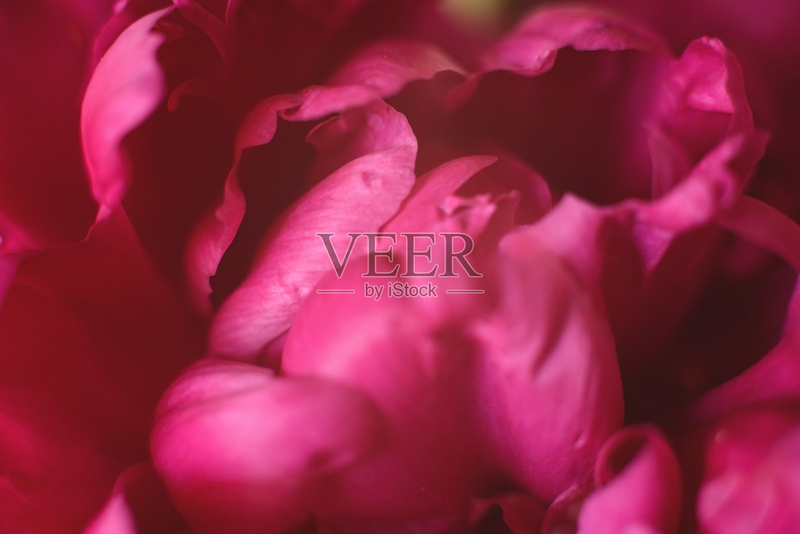 在明亮的背景上一朵美丽的红玫瑰。照片摄影图片