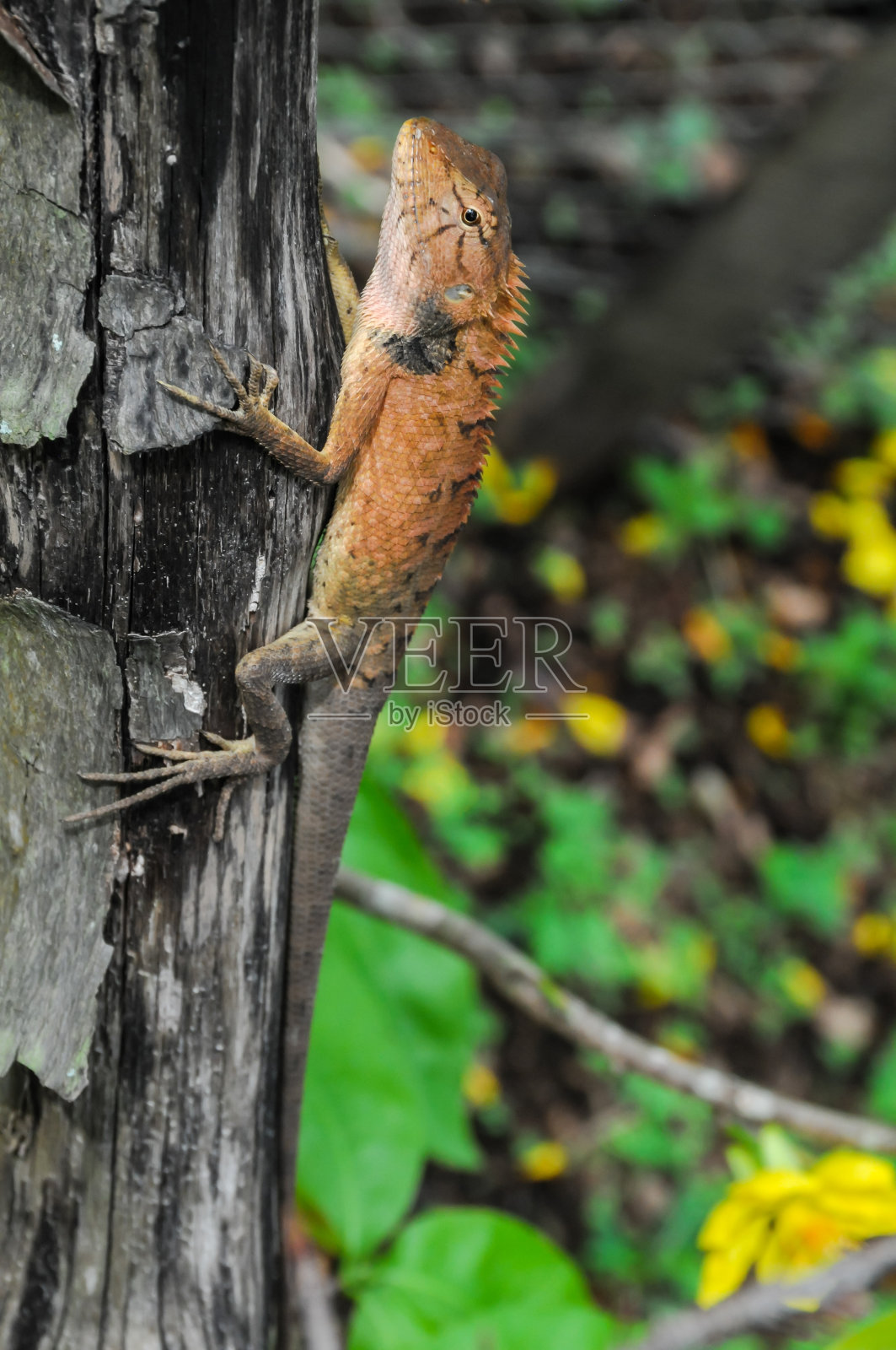 橙色的蜥蜴照片摄影图片