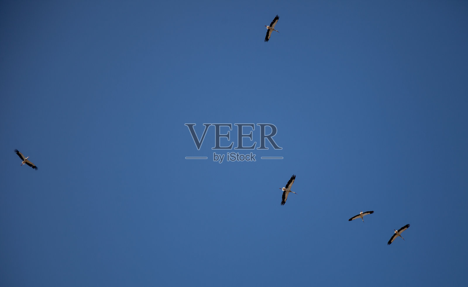 蓝天背景上的一群鹳。四只鸟在云里飞。鹳孤立。白色的大鸟。天空中的彩虹。文本。副本的空间。野生鸟类生活照片摄影图片