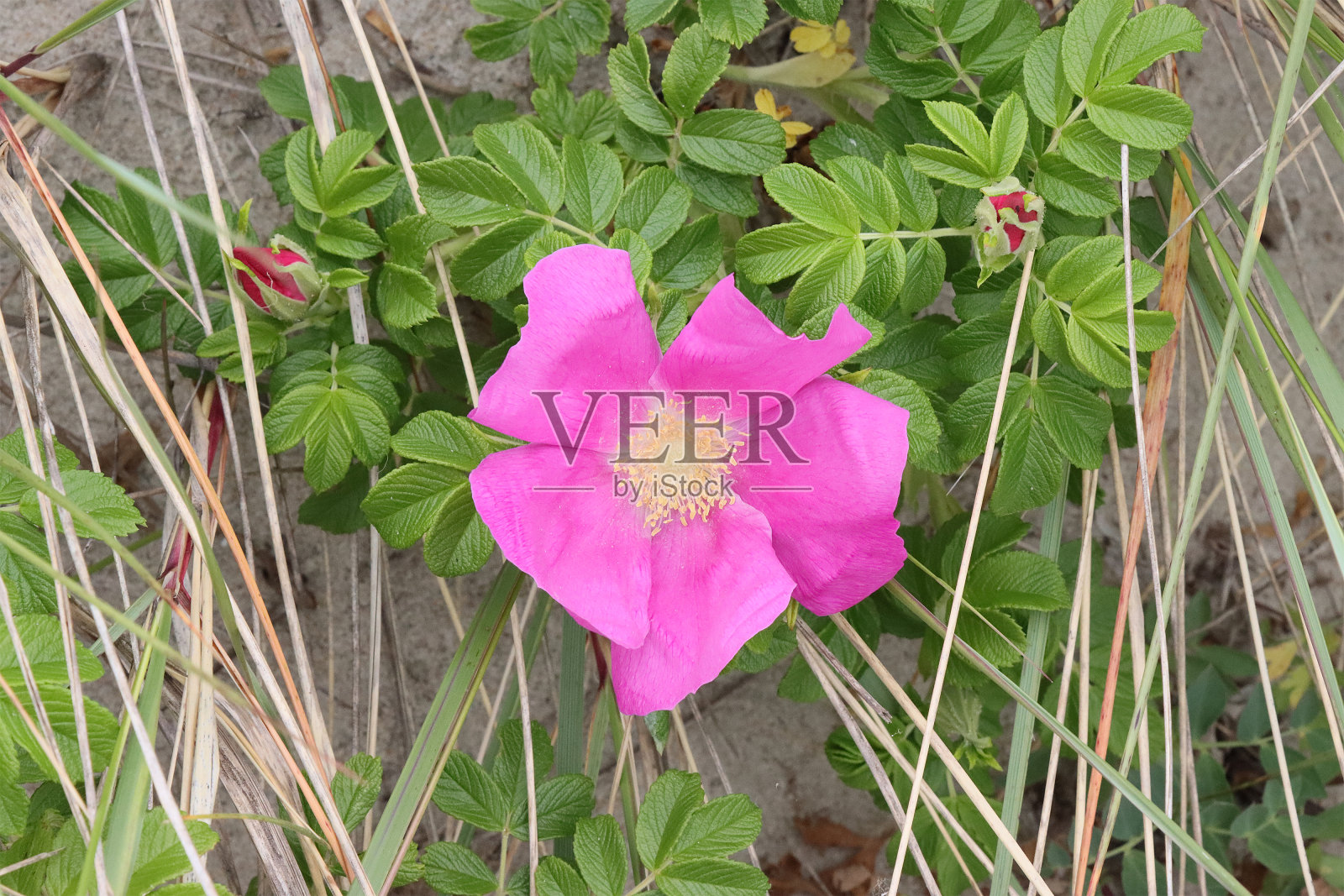 盛开的欧洲野生蔷薇果在自然界。照片摄影图片