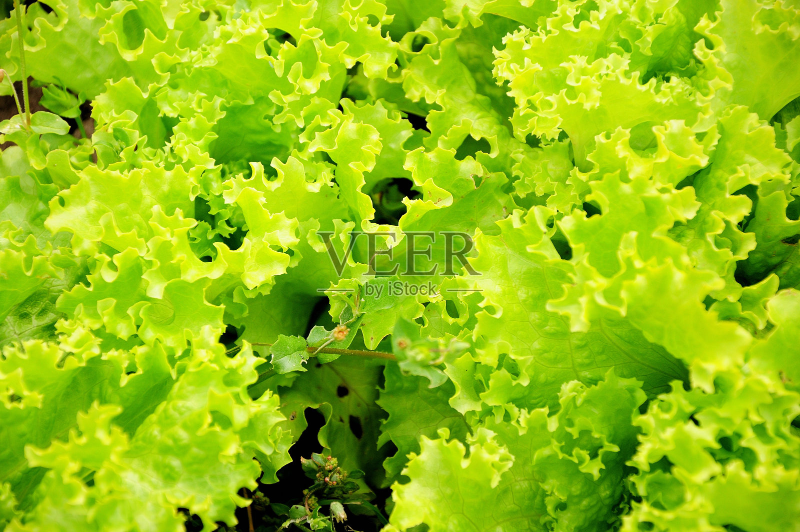 夏日阳光明媚的花坛上，新鲜成熟的莴苣的熟叶。照片摄影图片