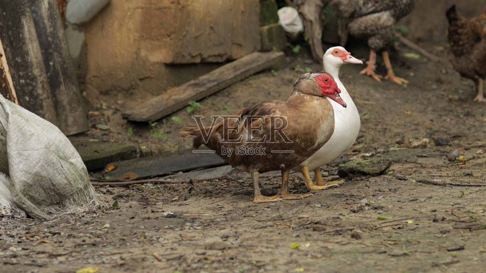 家养的白棕鸭和公鸡在地上行走。老农场的背景。寻找食物照片摄影图片
