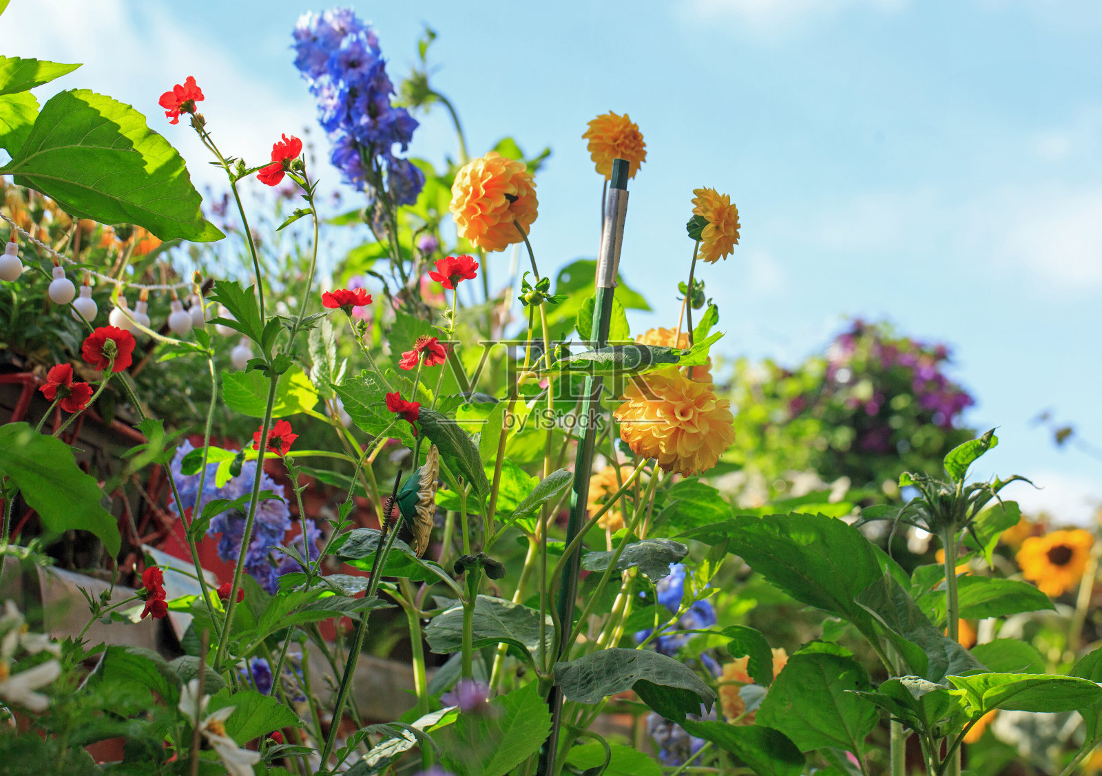 花园的边缘开满了五颜六色的花照片摄影图片