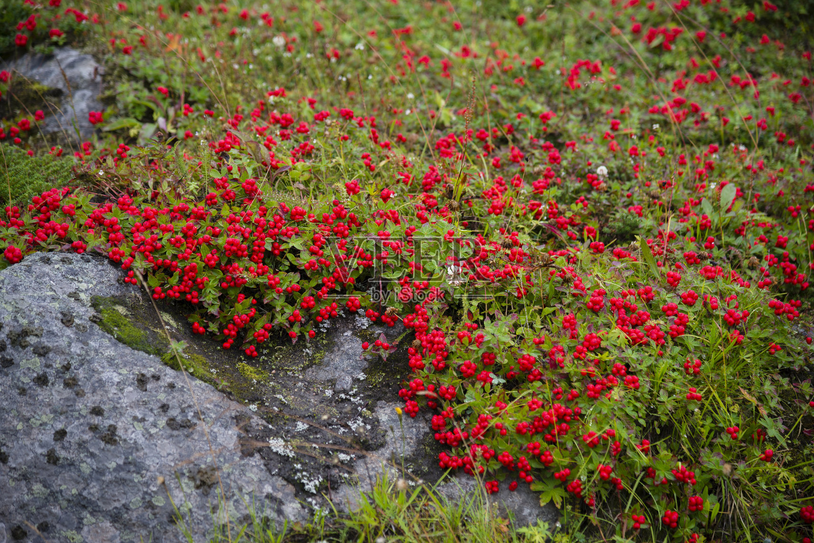 瑞典矮山茱萸。巴伦支海海岸的性质照片摄影图片