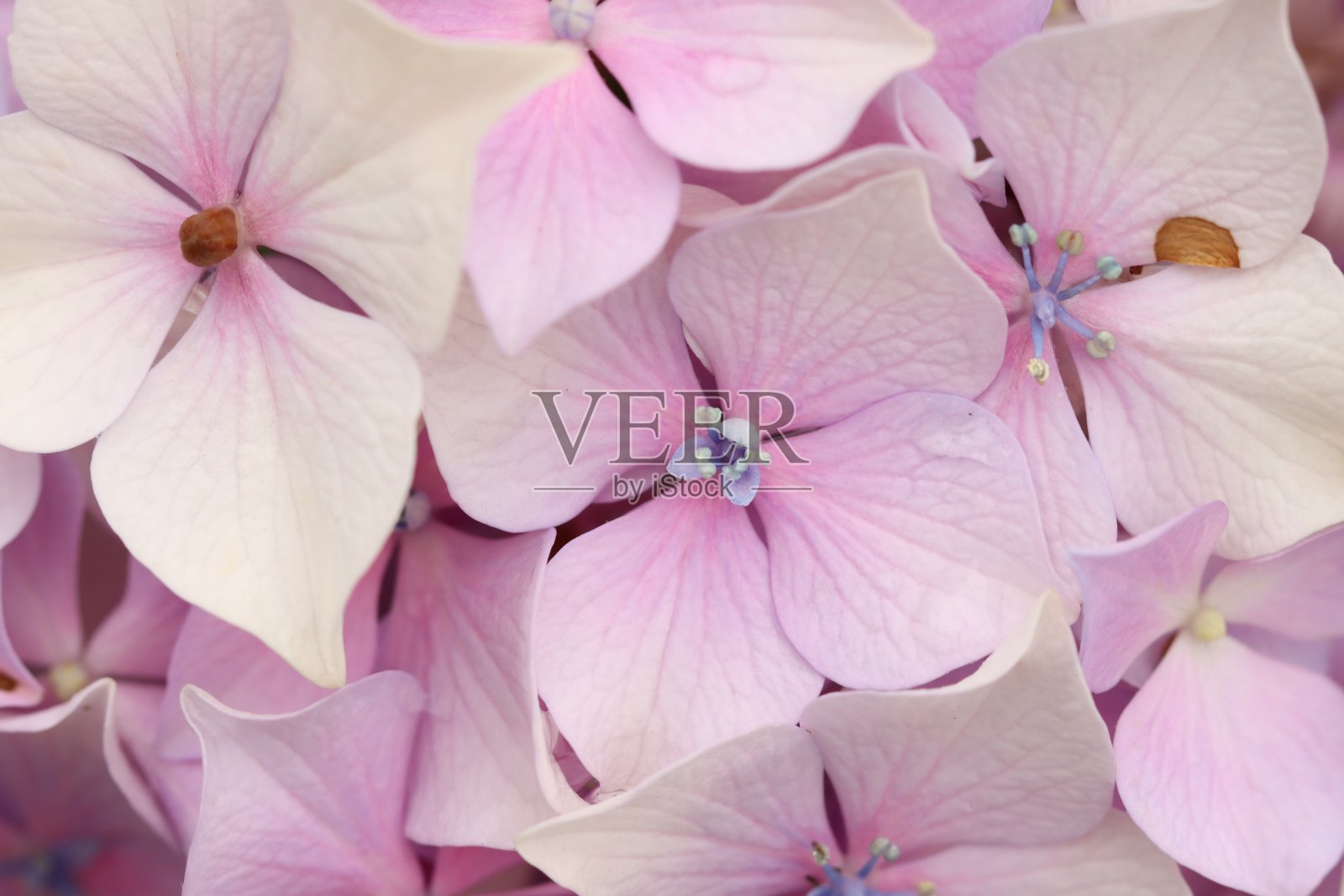 漂亮的粉红色和紫色的绣球花照片摄影图片