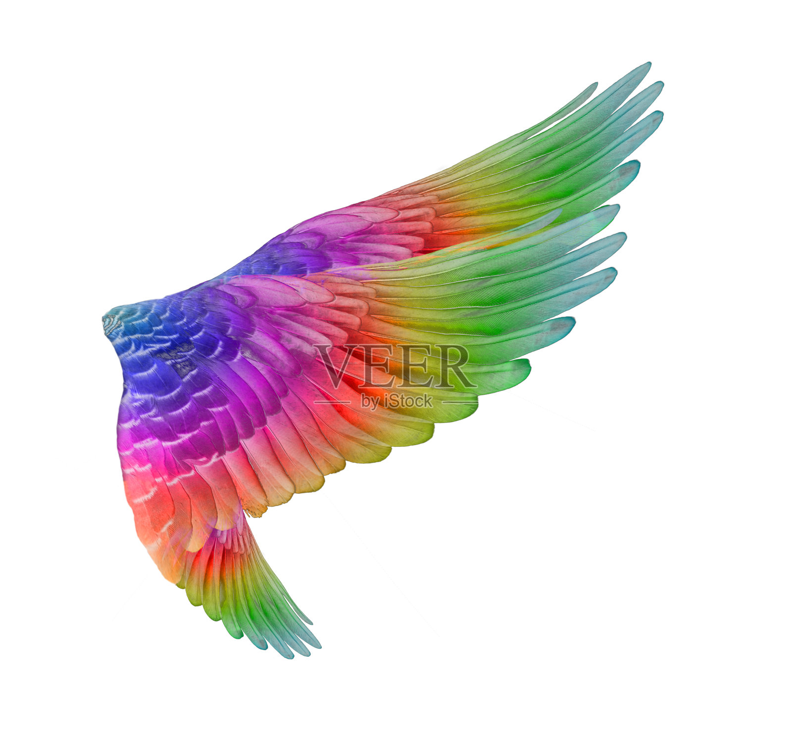 彩色翅膀的鸟孤立在白色的背景照片摄影图片